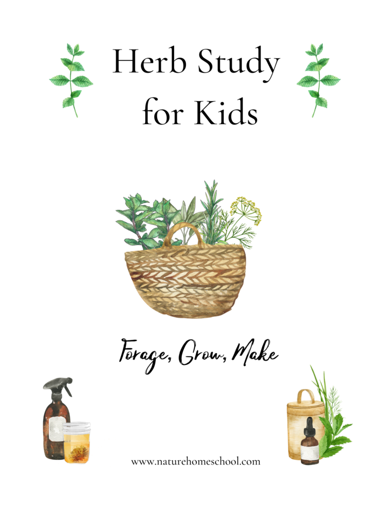 Herb study for kids- learning herbs as a family with a herb garden and foraging