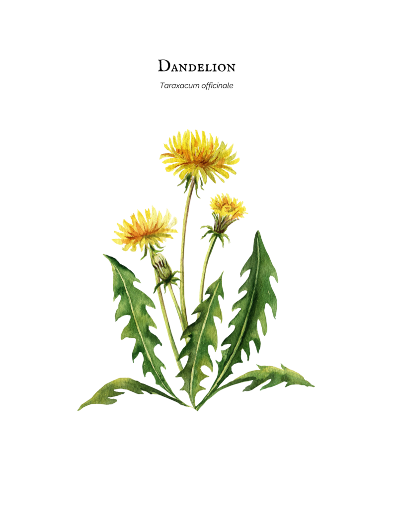Dandelion botanical name